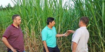 Buscan aumentar la producción de azúcar rubio en Misiones