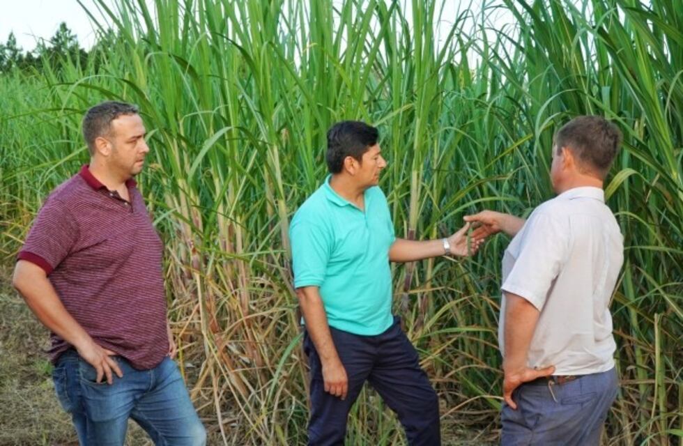 Buscan aumentar la producción de azúcar rubio en Misiones