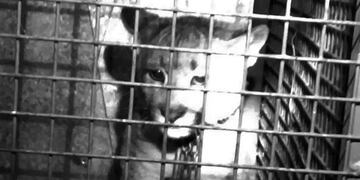 Puma rescatado en San Luis\u002E