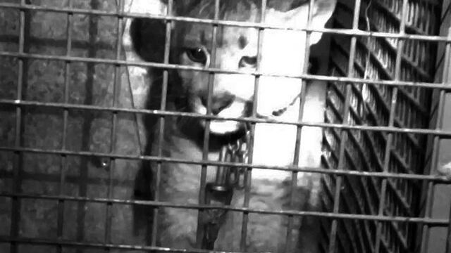 Puma rescatado en San Luis\u002E