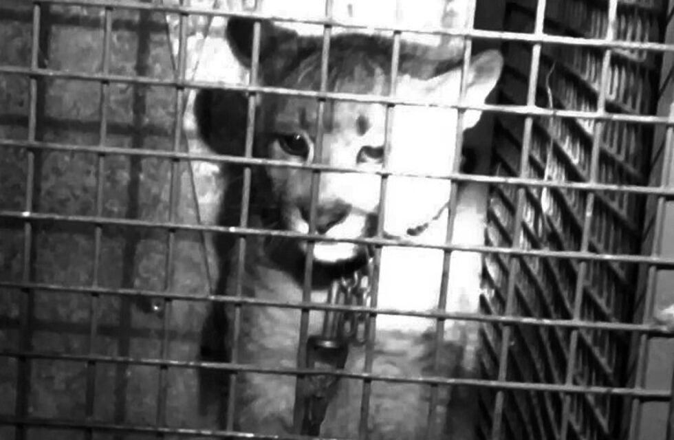 San Luis: rescataron a un puma cachorro de un domicilio