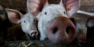 Pigs are seen standing in a pen at a farm near Brussels, Belgium September 18, 2018\u002E  REUTERS/Yves Herman belgica  belgica granja de cerdos produccion porcina