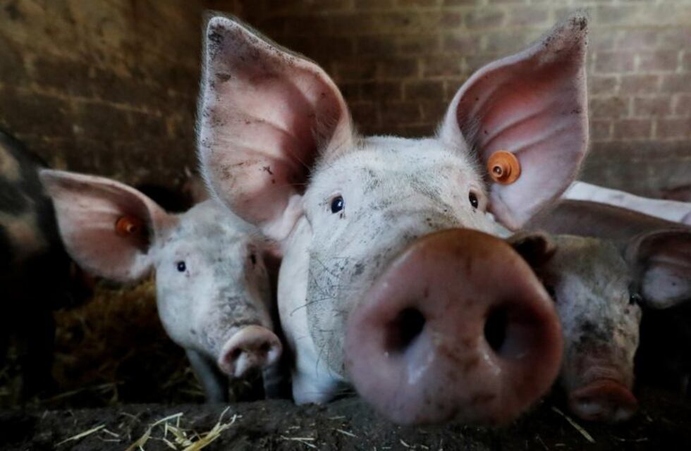 Confirman que hay 32 personas afectadas por triquinosis en San Luis