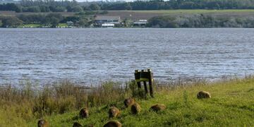 Capybaras are seen on the shore of the Laguna de los Padres lake, near Mar del Plata, Argentina, on May 8, 2020, amid the new coronavirus pandemic\u002E - Capybaras can now be massively seen since the lockdown imposed by the government keeps people away from public parks\u002E (Photo by MARA SOSTI / AFP)   carpinchos carpincho