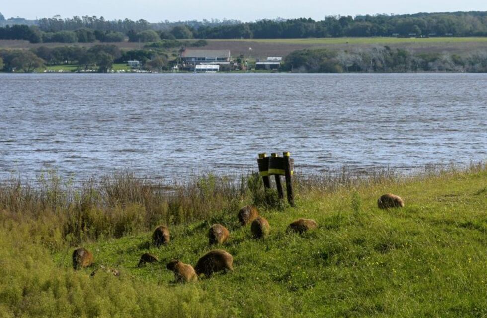 Crece la polémica en un country de Berazategui por expulsar animales porque "molestaban" a los vecinos