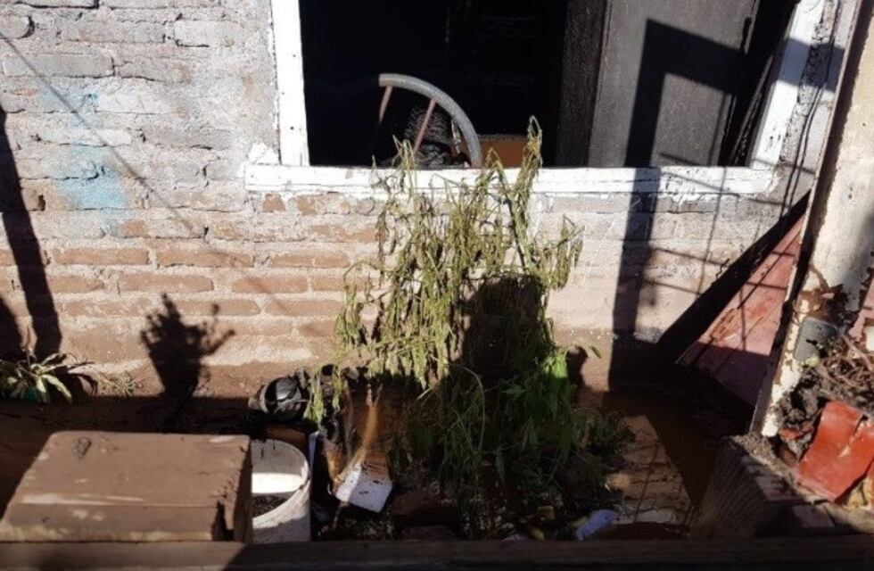Se le incendió la casa y terminó preso por una planta de marihuana