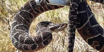 Bomberos Voluntarios de Arroyito extrajeron varios ofidios
