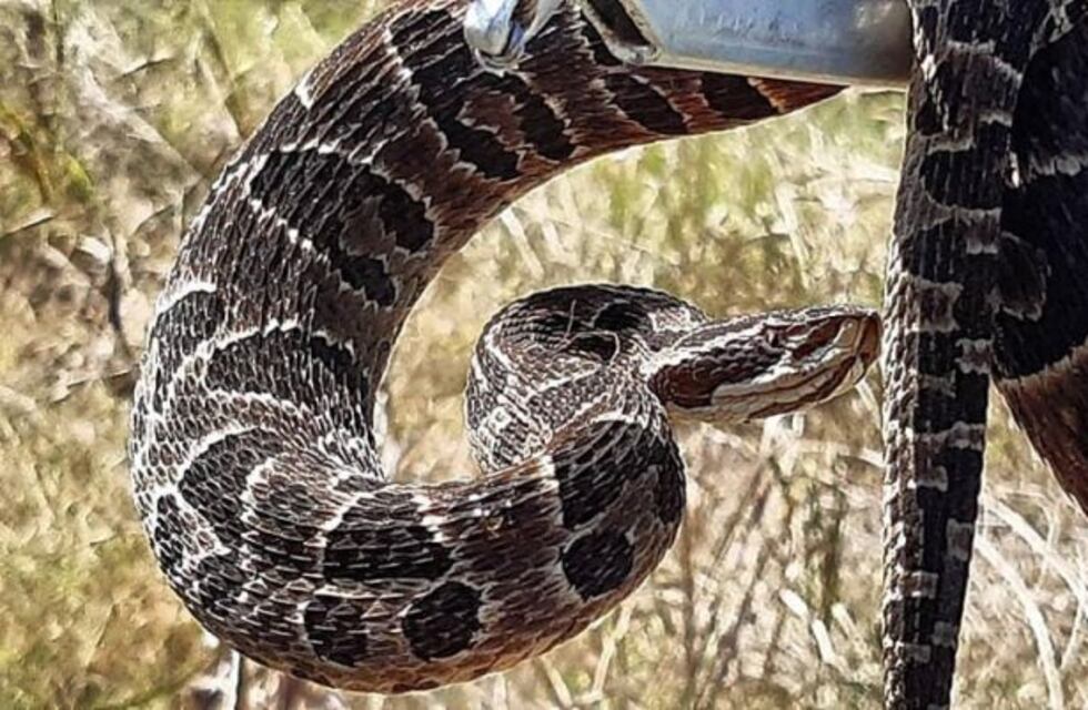 Bomberos Arroyito aconsejan tener cuidado con los ofidios