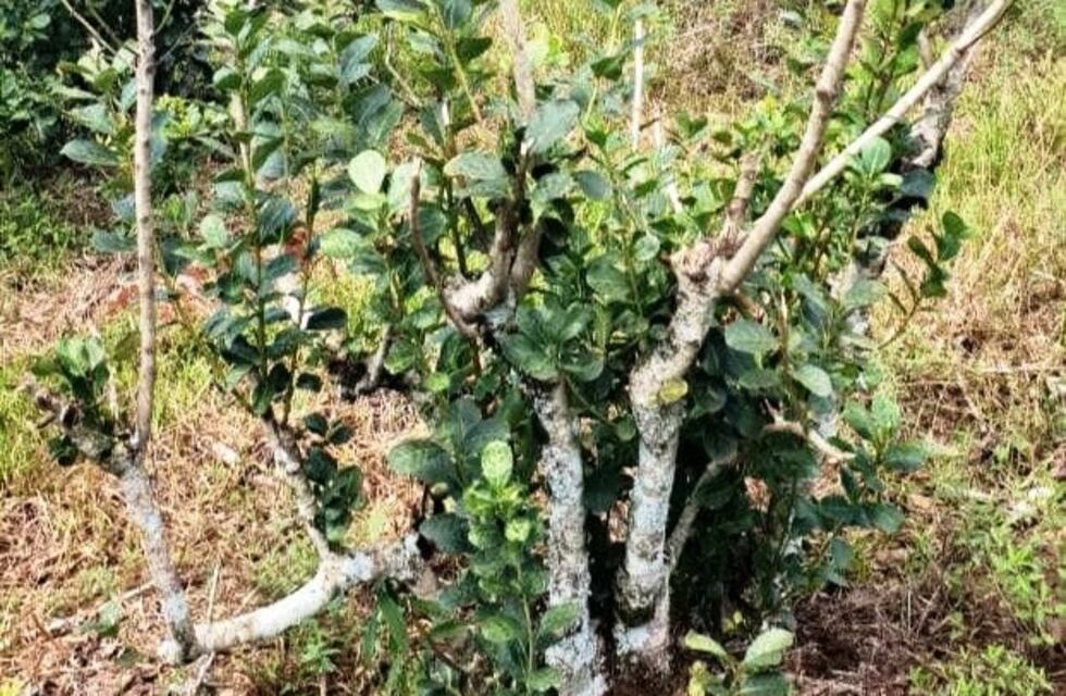 Robaron yerba del vicepresidente de una asociación de productores