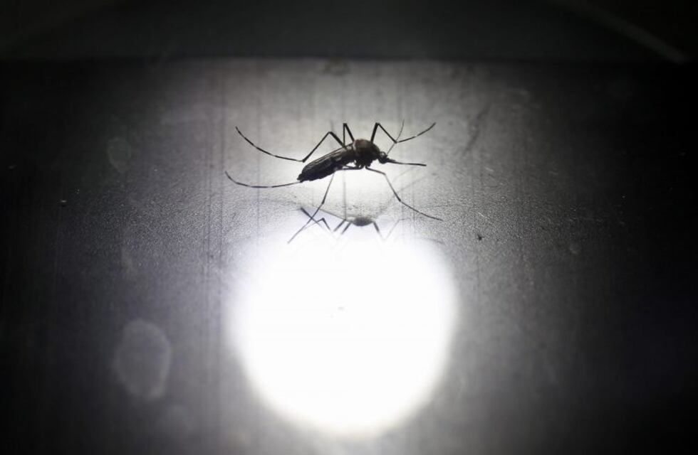 Registraron 54 casos de dengue en Córdoba entre julio y febrero