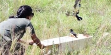 Liberación de aves en Candelaria\u002E