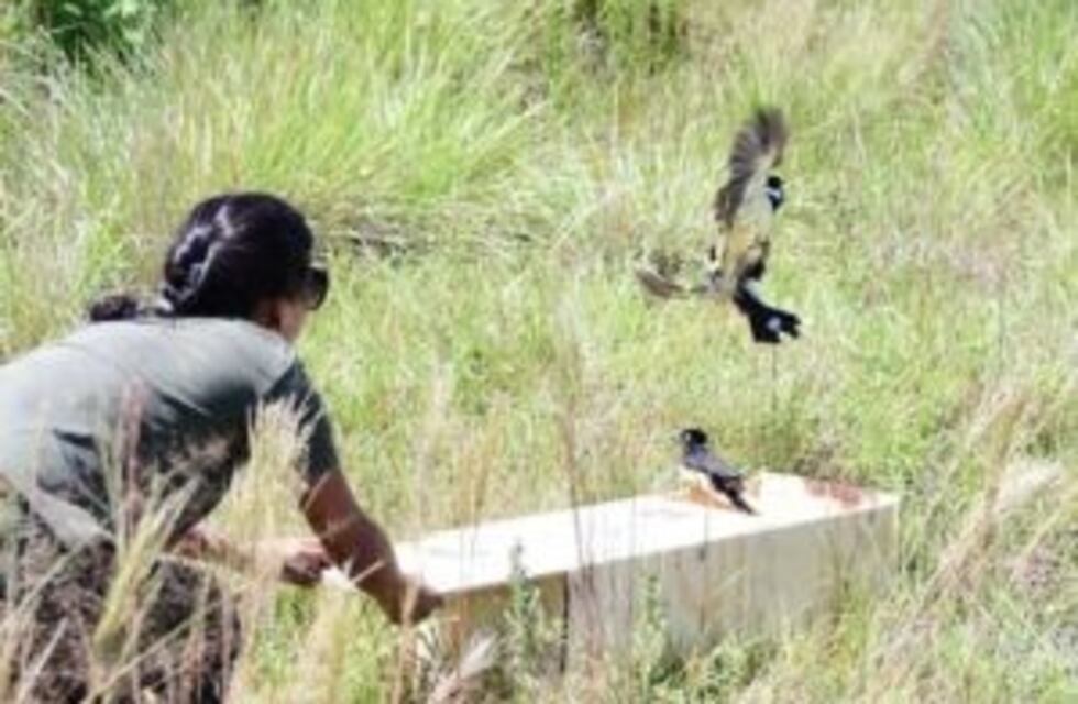 Trece aves silvestres fueron liberadas en la Reserva Natural Urutaú
