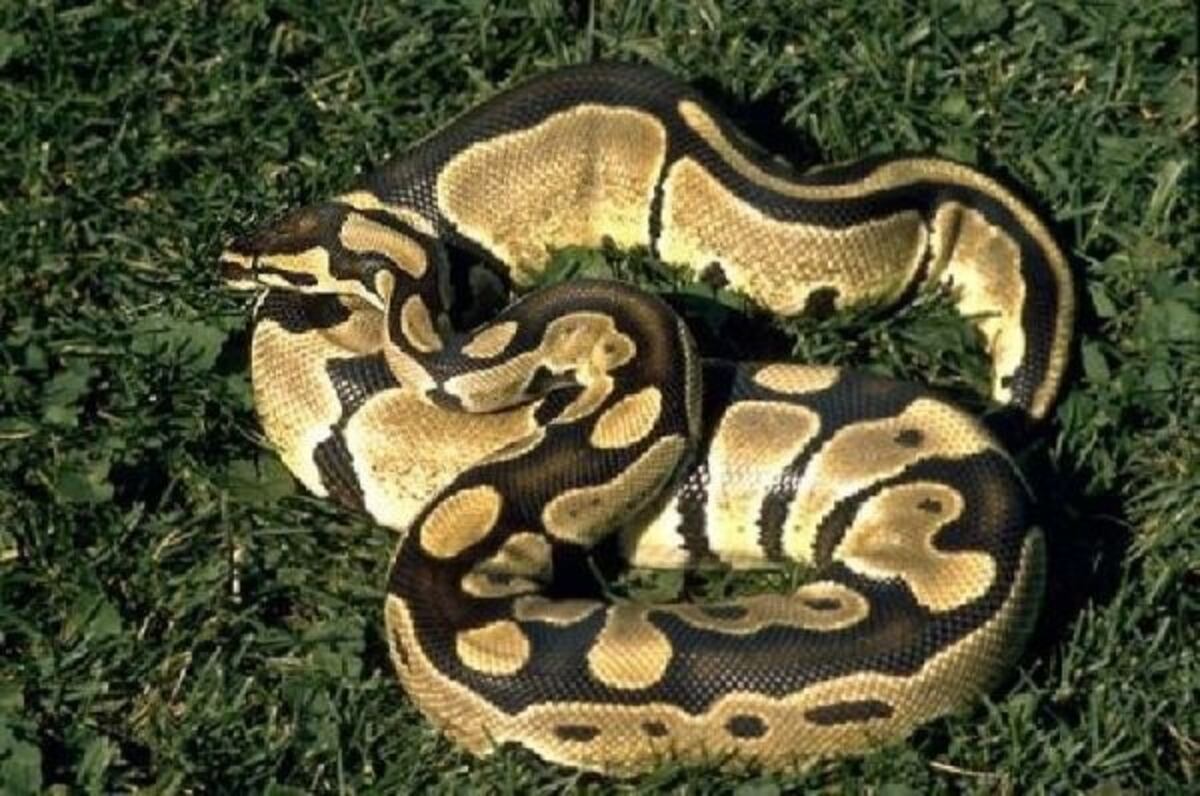 El reptil fue hallado en una pileta a diez cuadras de su casa\u002E(Archivo)