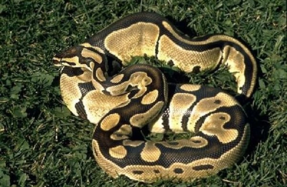 Perdió la pitón que tenía como mascota, lo publicó en redes y terminaron quitándosela