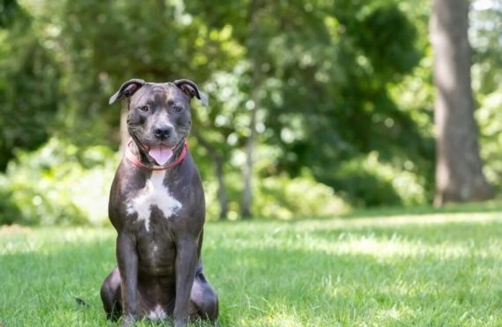 Carlos Paz: intentó robar un perro y la policía logró detenerlo