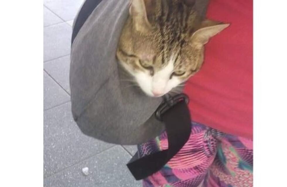 La bajaron del colectivo en Catamarca por viajar con su gato y llegó a destino por la solidaridad