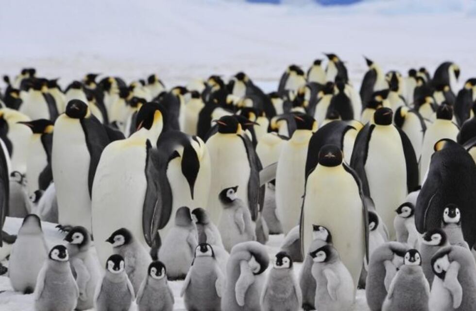 Catástofre en la Antártida: miles de crías de pingüino emperador se ahogaron y la especie se encuentra en peligro