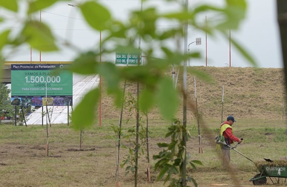 Piden a la sociedad tomar conciencia sobre la importancia de un árbol