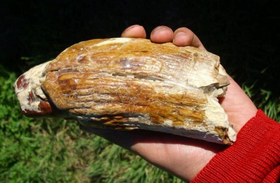 Encontraron huesos de una ballena gigante en Río Negro