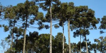 Advierten por el proceso de extinción del Pino Paraná