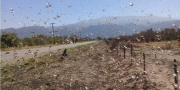 Manga de langostas en La Rioja