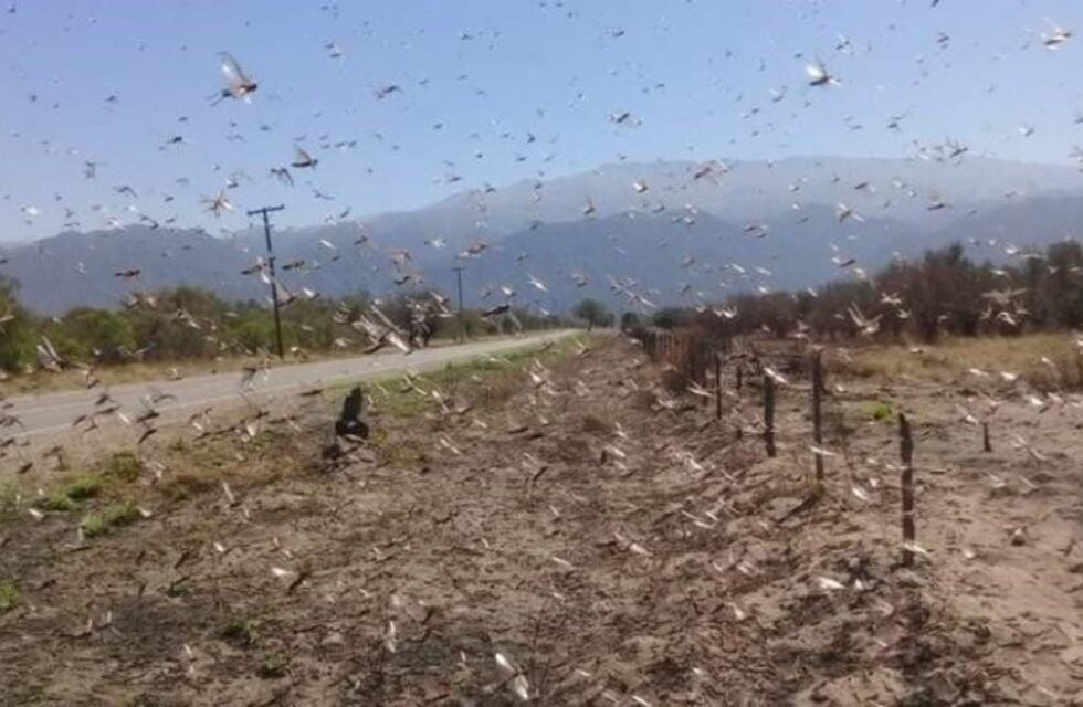 Langostas causa alarma en La Rioja