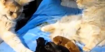 La inesperada reacción de un gato cuando descubre que su \