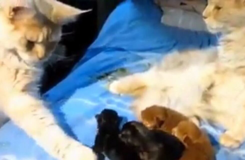 La inesperada reacción de un gato cuando descubre que su "pareja" le fue infiel