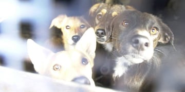 Malargüe: vuelve la perrera pero sólo castrarán animales sin dueño