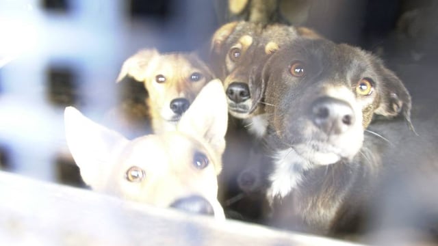 En ullum buscan crear un refugio con la opción de sacrificio para los perros que no sean adoptados.