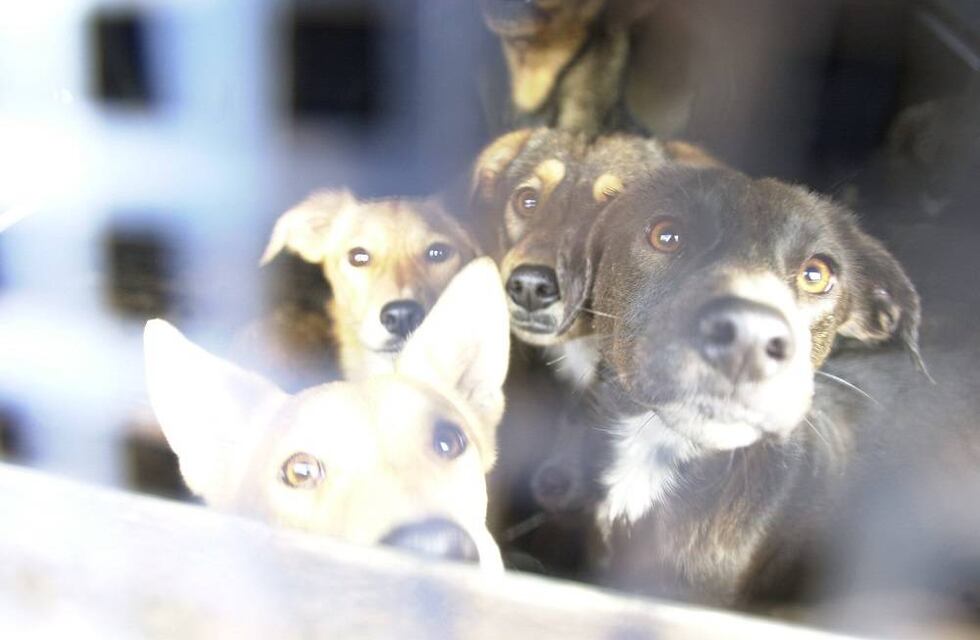 Un municipio sanjuanino propone matar a perros callejeros que no consigan dueños