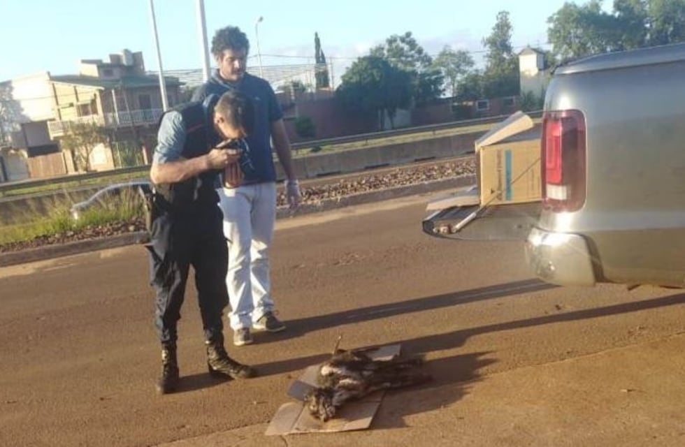 Horror en Misiones: quemaron vivo a un perro con agua y plástico caliente