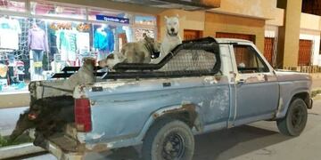 Cazaron jabalíes en Huidobro