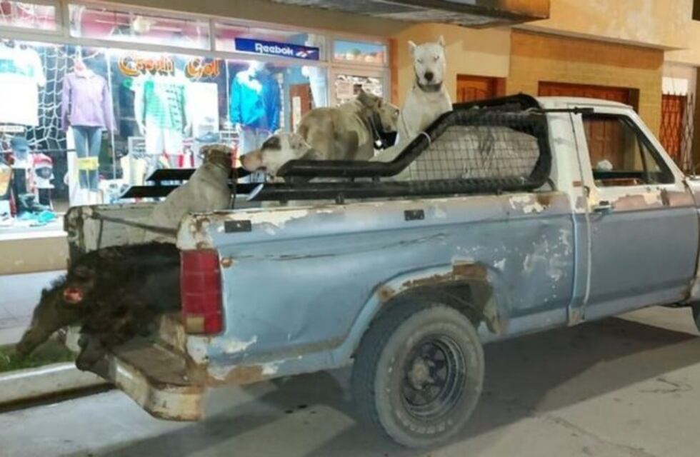 Villa Huidobro: cazaron jabalíes con perros y fueron detenidos