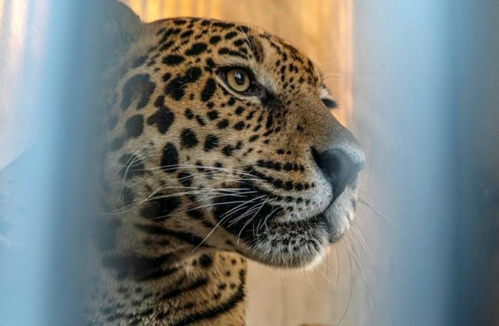 De habilitar el Camino del Colono, Foz dejaría de percibir fondos ecológicos