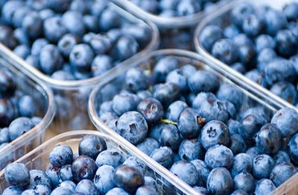 Con el apoyo de varios países crece la exportación de arándanos entrerrianos