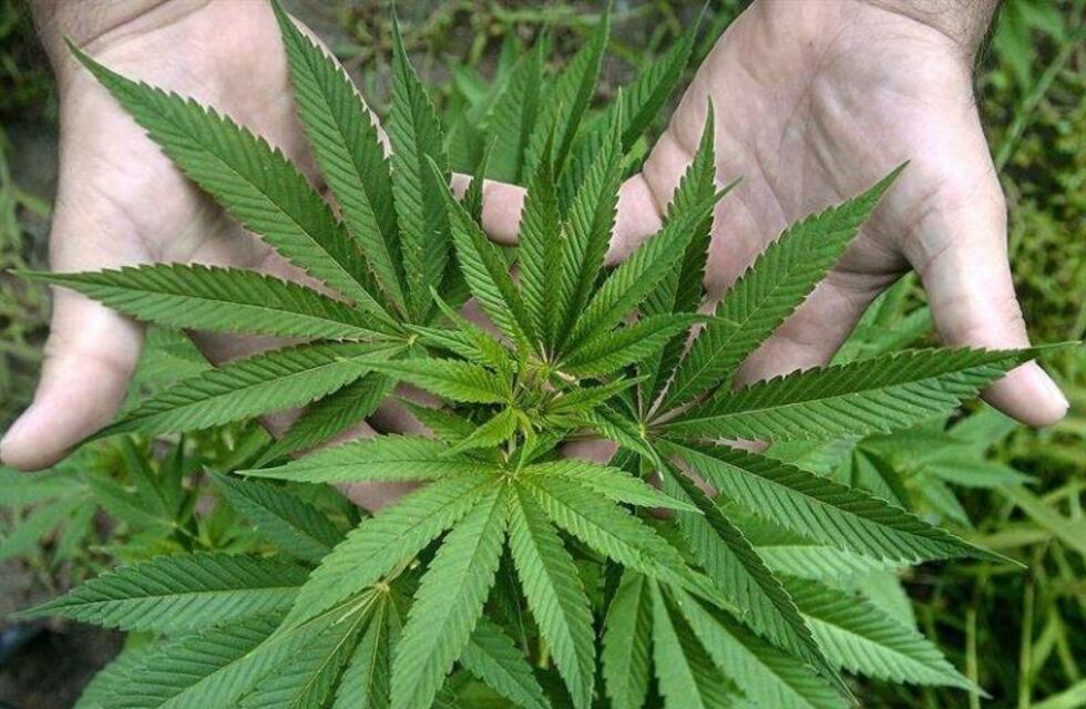 California emite primeras licencias para venta de marihuana