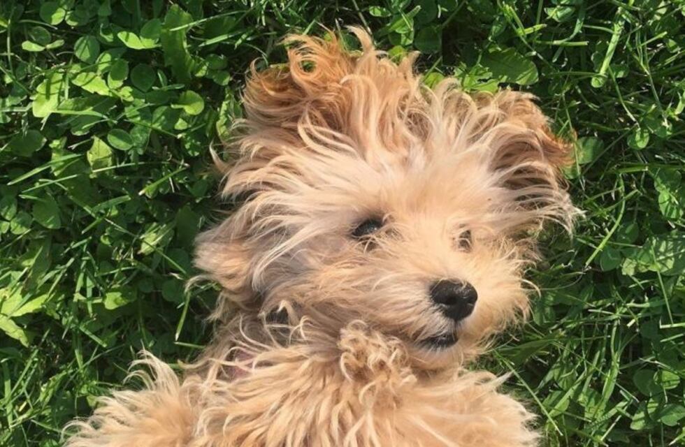 Ducky, el perro con la sonrisa "más adorable" que es furor en las redes