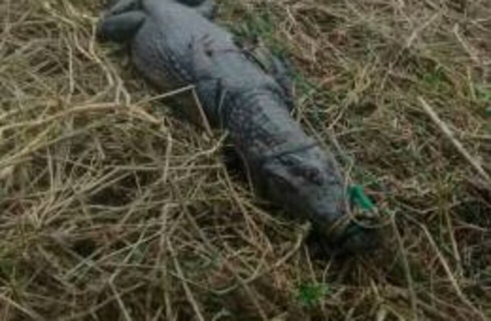 Aterrador: encontraron un yacaré de casi tres metros en la isla frente al Club Regatas