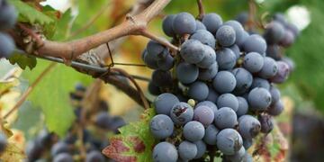Malbec