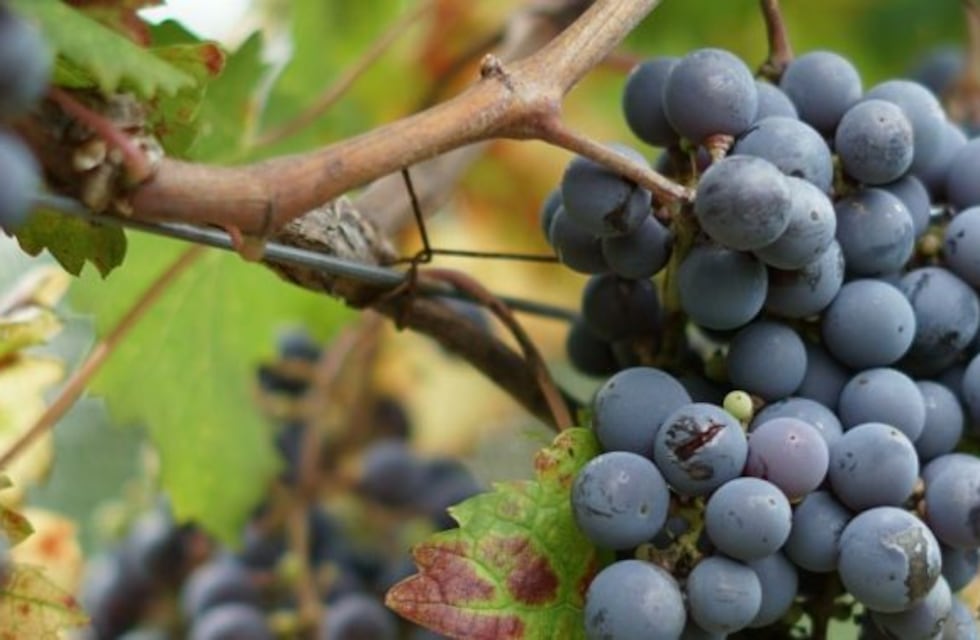 Enterate de todas las actividades por la Semana del Malbec en Salta