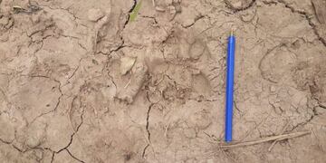 Las huellas encontradas en la zona donde se registró el video\u002E  (Prensa Subsecretaría de Recursos Naturales)