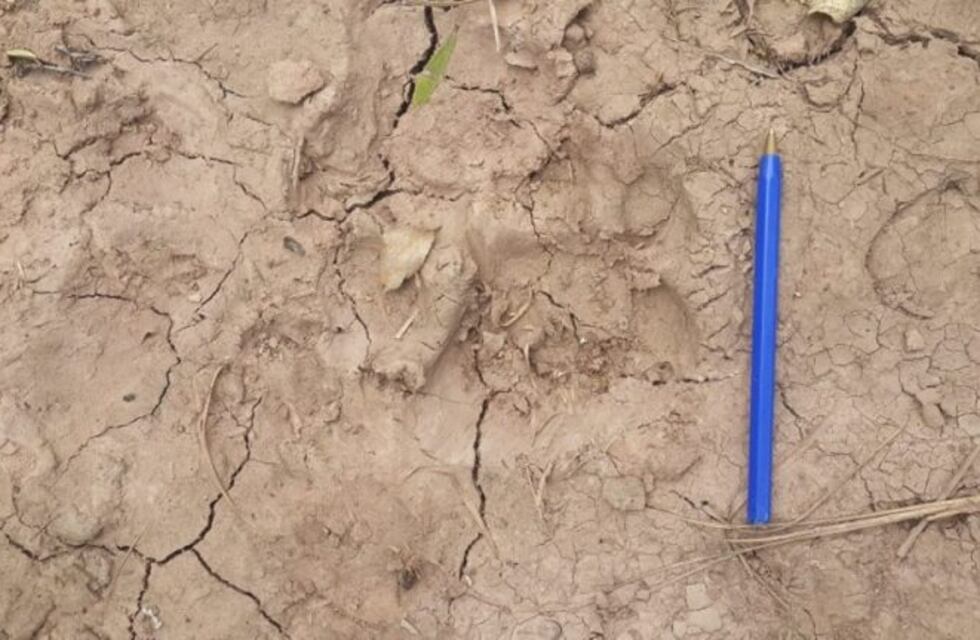Encontraron nuevas huellas de yaguareté en la zona donde se logró filmar a uno