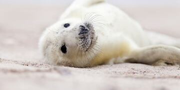 Una foca se volvió viral por posar como modelo\u002E