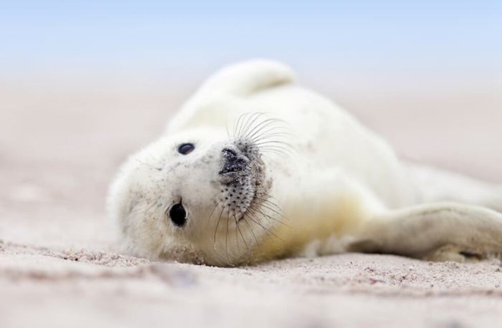 Una foca bebé modelo: posó saludando a la cámara y se volvió viral