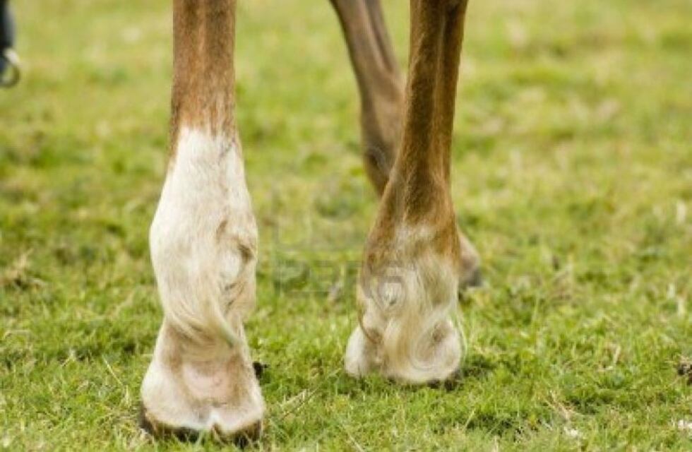 Maltrato animal: murió una yegua tras ocho días de abandono en un cerro salteño