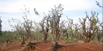 Sequía: aconsejan a productores de la zona Norte de Misiones no cosechar yerba mate en esta época