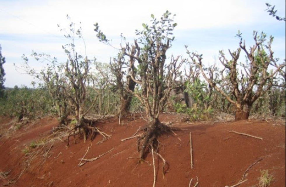 Sequía: aconsejan a productores de la zona Norte de Misiones no cosechar yerba mate en esta época