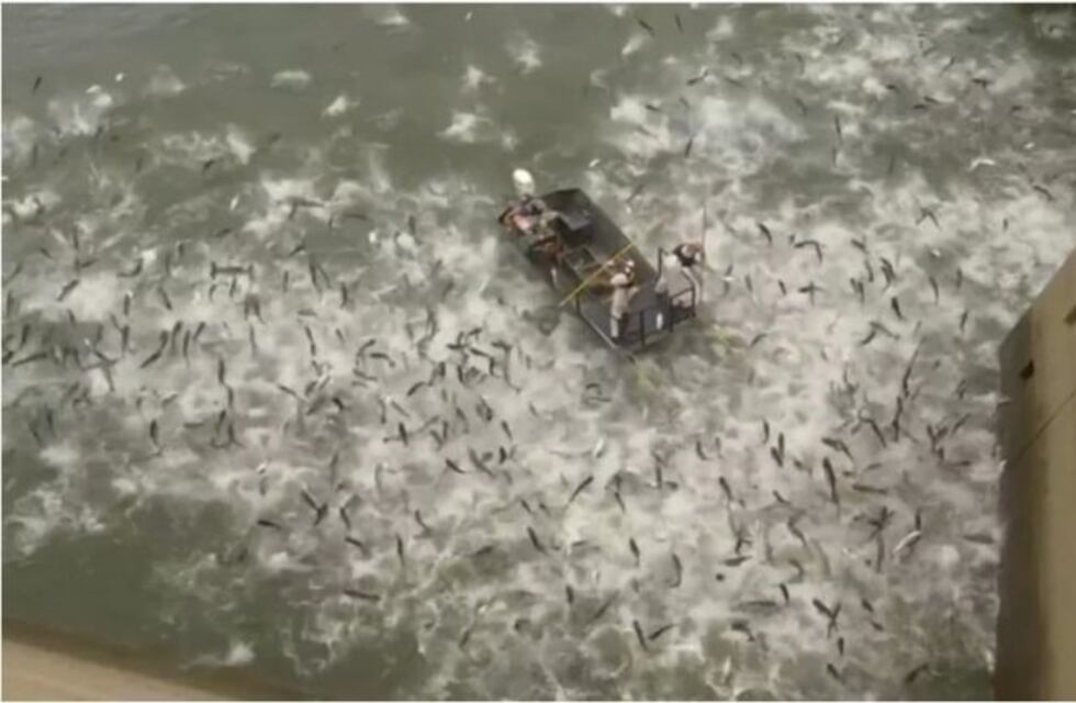 Electrocutaron a cientos de carpas asiáticas en un lago de EEUU