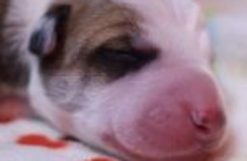 El primer perro clon de Argentina pertenece a una familia porteña